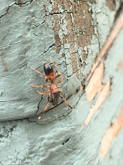 Myrmarachne formicaria