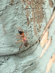 Myrmarachne formicaria