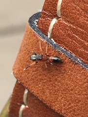 Myrmarachne formicaria