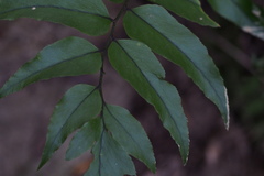 Cyrtomium fortunei