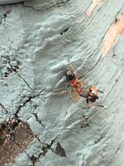 Myrmarachne formicaria