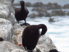 Phalacrocorax neglectus