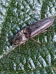 Gambrinus griseus