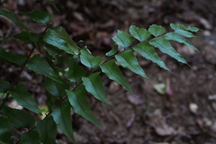 Cyrtomium fortunei