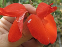 Periandra coccinea