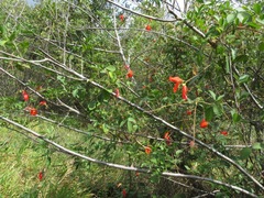 Periandra coccinea