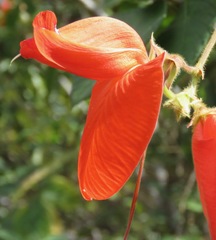 Periandra coccinea