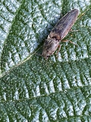 Gambrinus griseus
