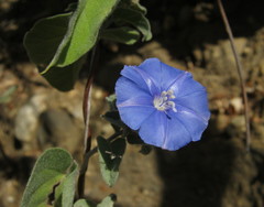 Jacquemontia abutiloides