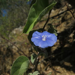 Jacquemontia abutiloides