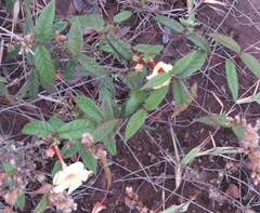 Mandevilla