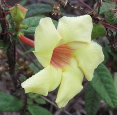 Mandevilla