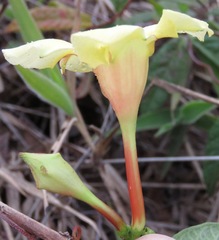 Mandevilla