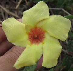 Mandevilla