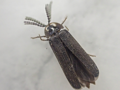 Phausis rhombica