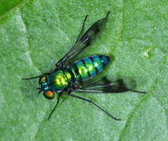 Condylostylus occidentalis