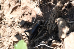 Gryllus veletis