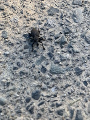 Plinthodes taeniatus