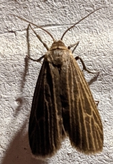 Crambidia uniformis
