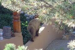 Ursus americanus amblyceps