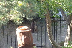 Ursus americanus amblyceps