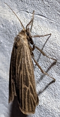 Crambidia uniformis