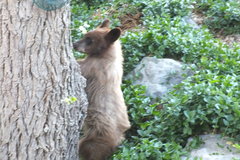 Ursus americanus amblyceps