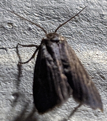 Crambidia uniformis