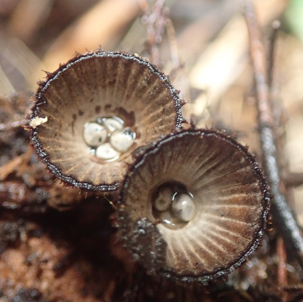 fluted bird's nest fungus from Seaview Rd, Glenfield, Auckland, New
