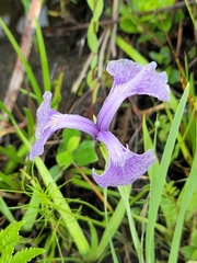Iris tridentata