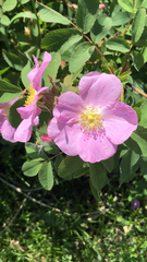Rosa