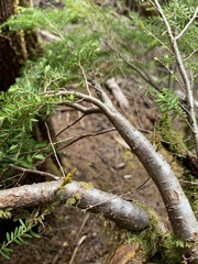 Arceuthobium tsugense