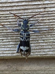 Xylotrechus