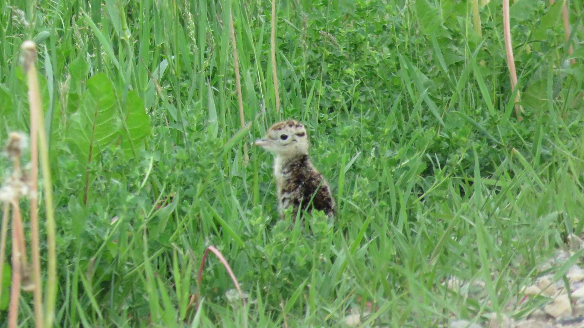 Upland Sandpiper (Bartramia longicauda)
