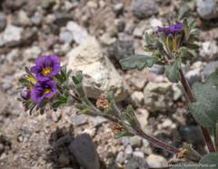 Phacelia gymnoclada
