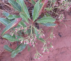 Anacardium