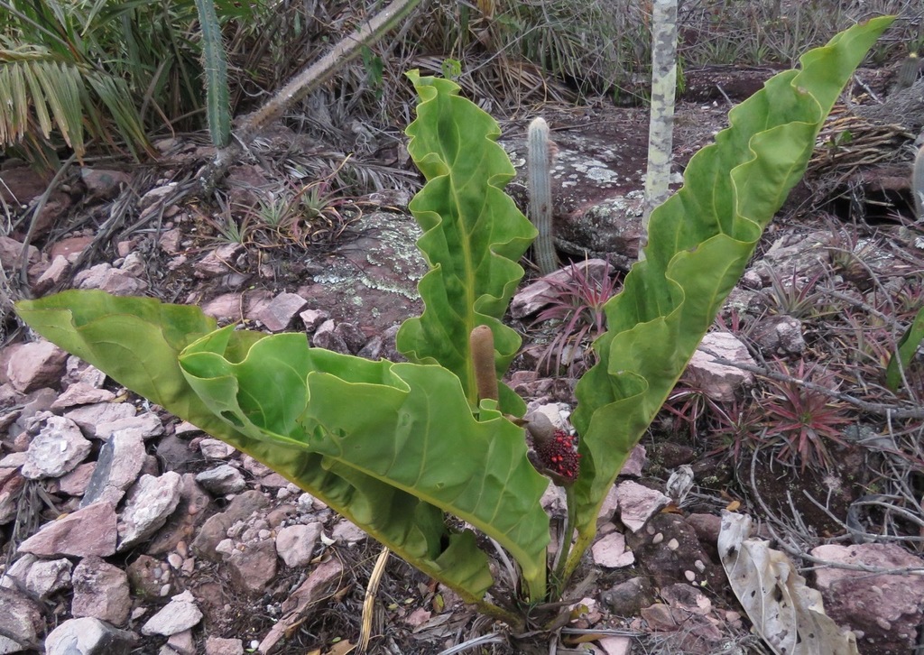 alocasia zebrina blätter gelb Alocasia zebrina 'Black Stem'