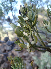 Phoradendron bolleanum