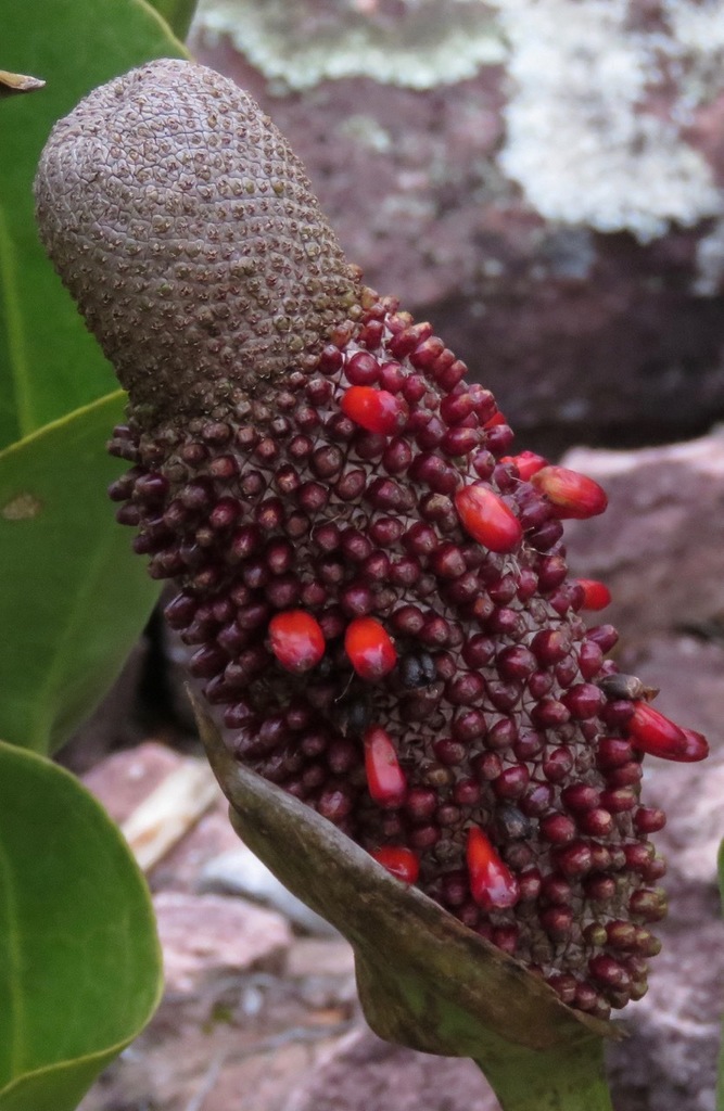 Anthurium affine  iNaturalist