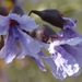 Bowdichia virgilioides - Photo (c) Rich Hoyer, some rights reserved (CC BY-NC-SA), uploaded by Rich Hoyer