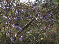 Bowdichia virgilioides