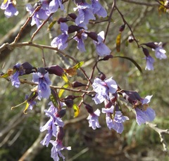 Bowdichia virgilioides