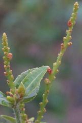 Microstachys daphnoides