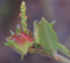 Microstachys daphnoides