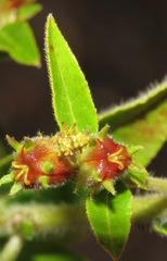 Microstachys daphnoides
