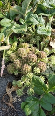 Glehnia littoralis leiocarpa