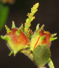 Microstachys daphnoides
