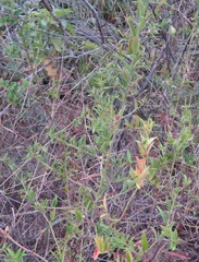 Microstachys daphnoides