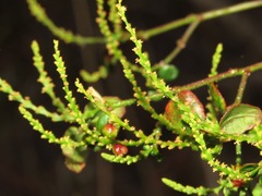 Microstachys daphnoides