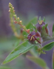Microstachys daphnoides